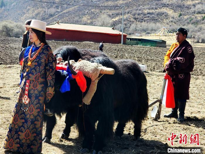 圖為藏族民眾牽著耕牛參加春耕儀式。　王麗山 供圖
