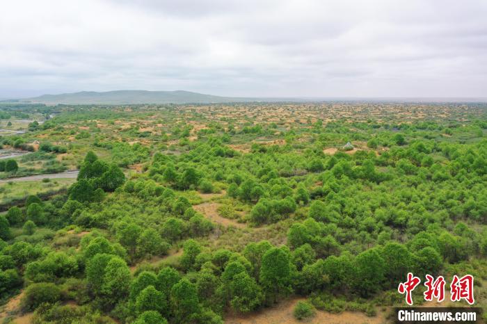 資料圖為航拍黃沙頭防沙治沙區(qū)植被?！∑钤鲚?攝