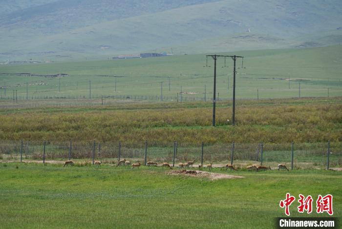圖為成群普氏原羚在草場上愜意覓食，悠閑自在。　馬銘言 攝
