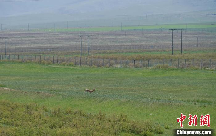 圖為一只普氏原羚在草場(chǎng)上奔跑?！●R銘言 攝