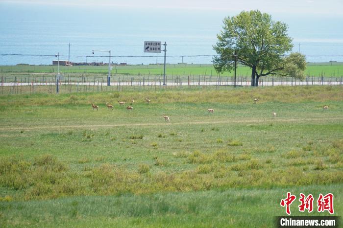 圖為成群普氏原羚在草場(chǎng)上愜意覓食，悠閑自在?！●R銘言 攝