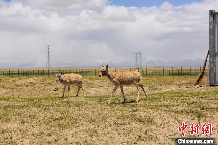 圖為可可西里國(guó)家級(jí)自然保護(hù)區(qū)內(nèi)的藏羚羊?！埢⒖?攝