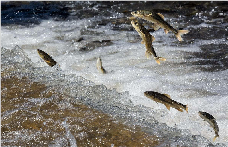 湟魚洄游。才旦桑吾攝