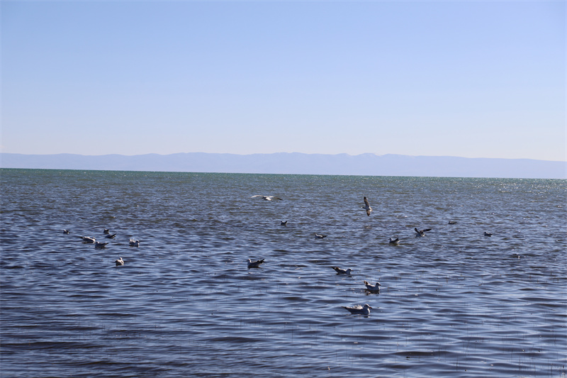 青海湖北岸仙女灣。才旦桑吾攝