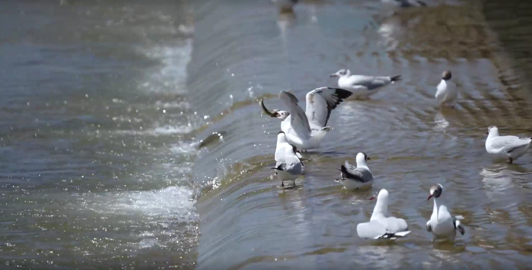 湟魚洄游奇觀。包雷攝
