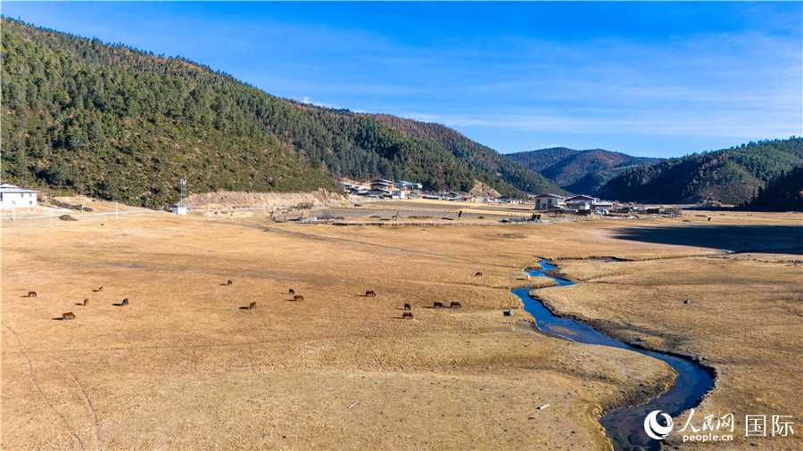 香格里拉國(guó)家公園內(nèi)的高山草甸。人民網(wǎng)記者 虎遵會(huì)攝