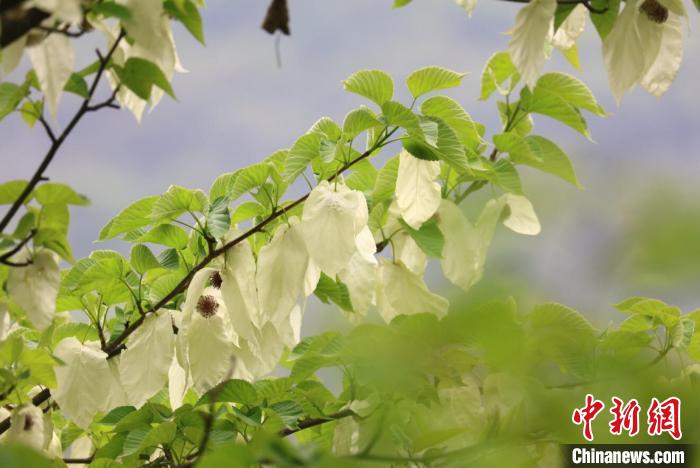 四川松潘：萬株野生珙桐花競(jìng)相綻放