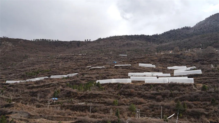 木日窩村藍莓示范基地。黑水縣融媒體中心供圖