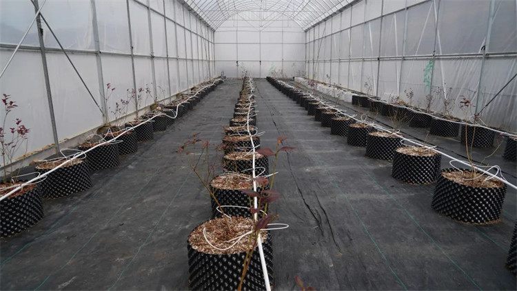 木日窩村藍莓示范基地的藍莓苗。黑水縣融媒體中心供圖