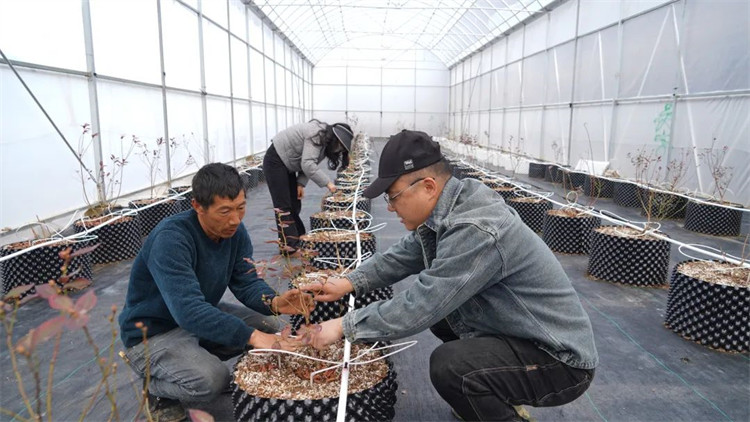 任宇和工人一起為藍莓苗修枝。黑水縣融媒體中心供圖