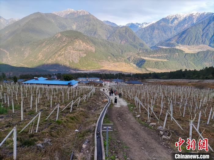 西藏林芝下察隅鎮(zhèn)的獼猴桃種植園?！〗w波 攝