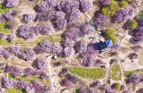 世外桃源！一組圖告訴你，西藏林芝桃花能有多美