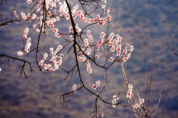 世外桃源！一組圖告訴你，西藏林芝桃花能有多美