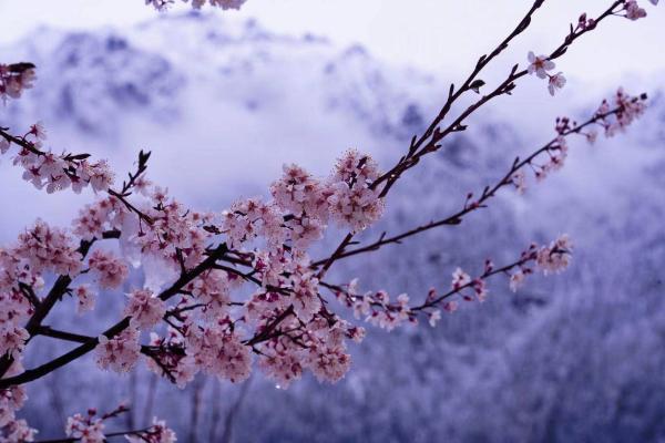 世外桃源！一組圖告訴你，西藏林芝桃花能有多美