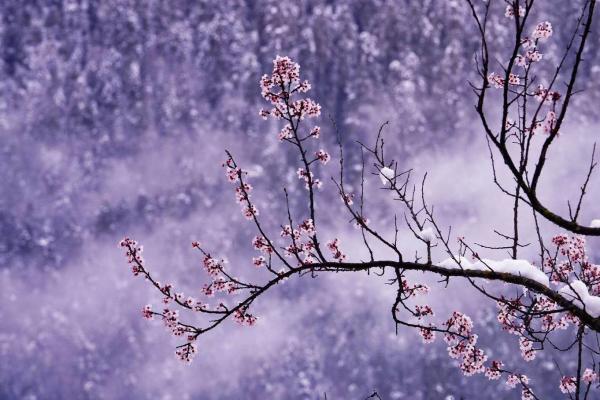 世外桃源！一組圖告訴你，西藏林芝桃花能有多美