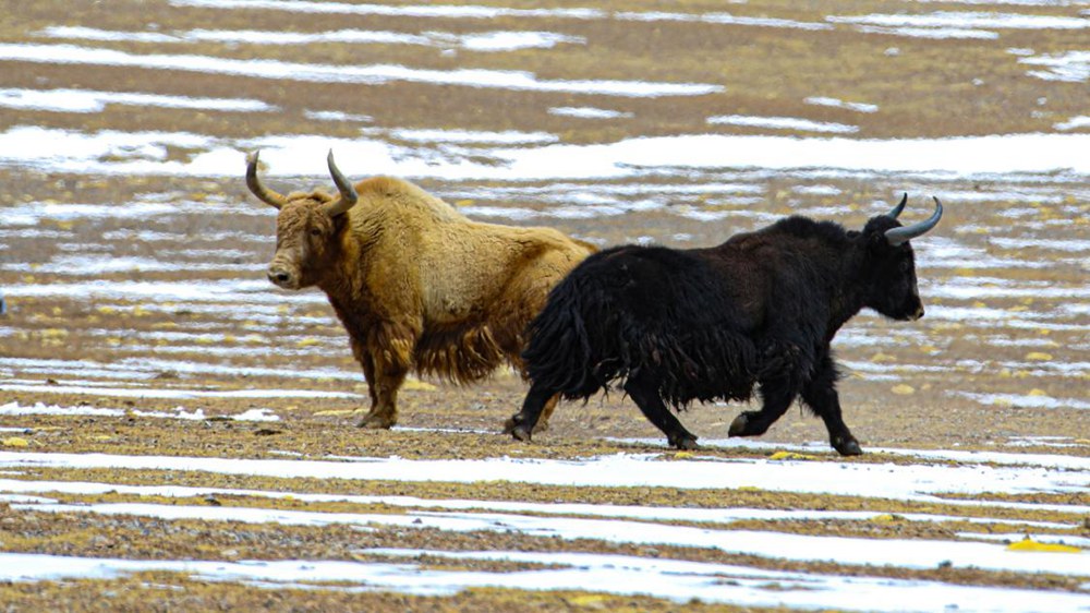 野牦牛。金阿次仁攝