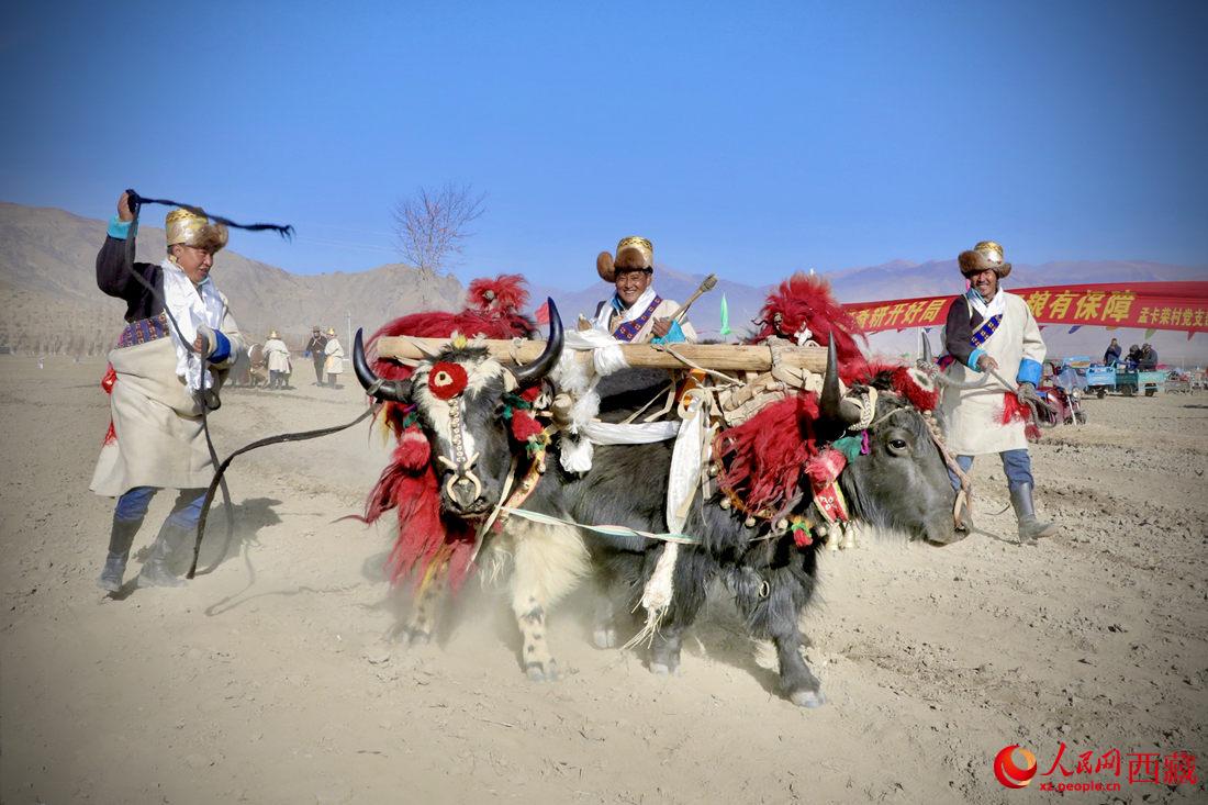 在過去漫長的歲月里，牦牛是農(nóng)耕的主力，“二牛抬杠”代表了一個(gè)時(shí)代。人民網(wǎng) 次仁羅布攝