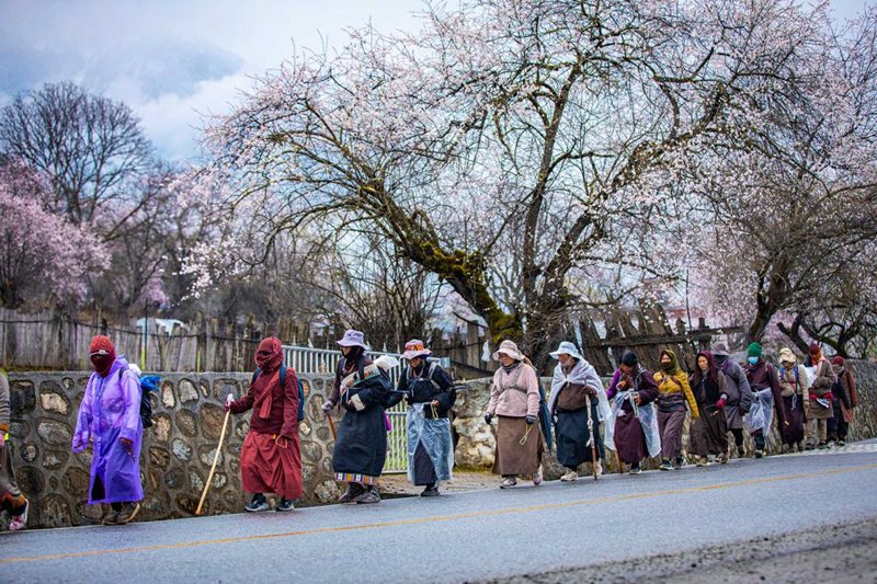 下雨了，漫步在桃花下的村民。張靜攝
