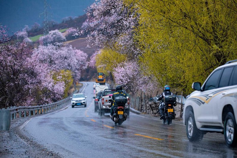 桃花林。張靜攝