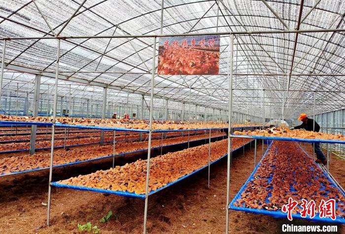 圖為紅太陽科技示范家庭農(nóng)場采收的靈芝?！∑酱胪喙﹫D