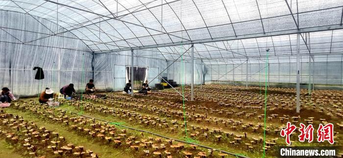 圖為紅太陽科技示范家庭農(nóng)場組織民眾采收靈芝?！∑酱胪喙﹫D