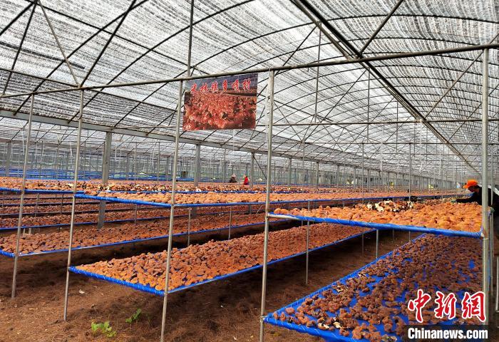 圖為紅太陽科技示范家庭農(nóng)場采收的靈芝?！∑酱胪喙﹫D