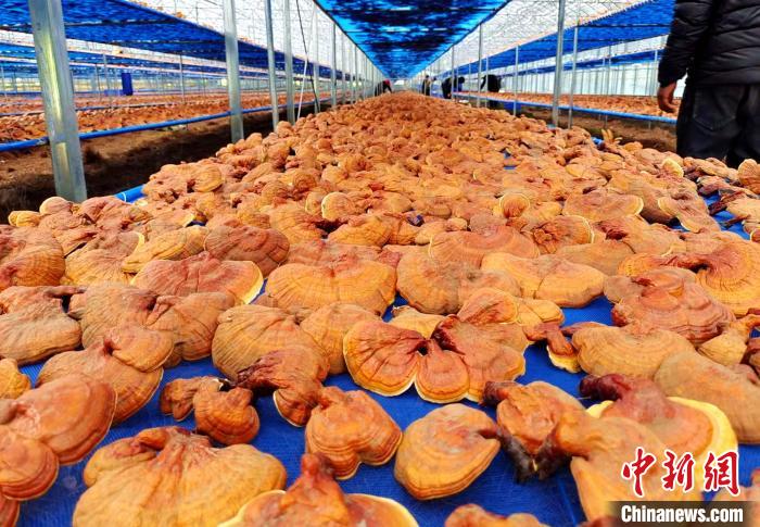 圖為紅太陽科技示范家庭農(nóng)場采收的靈芝。　平措旺青供圖