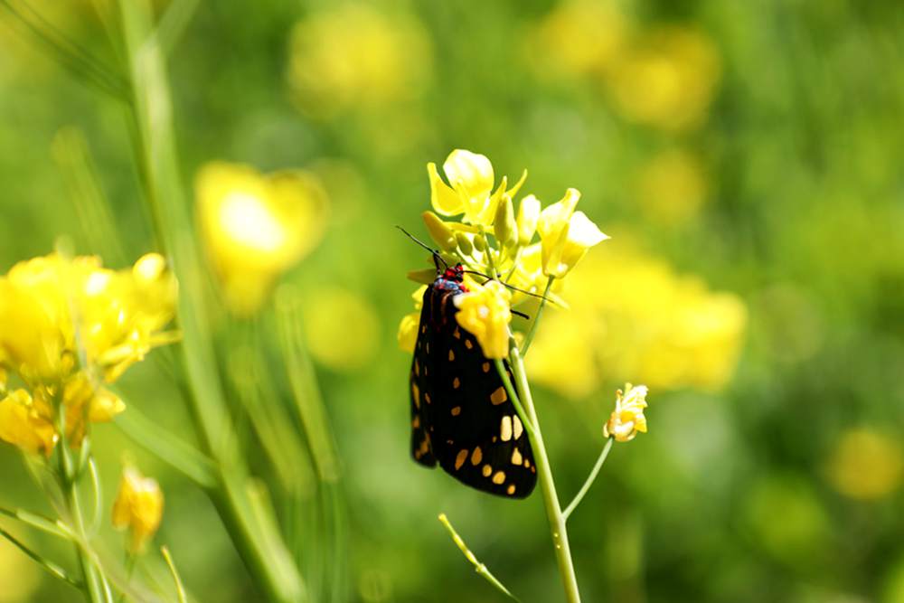一只蝴蝶停留在油菜花上。