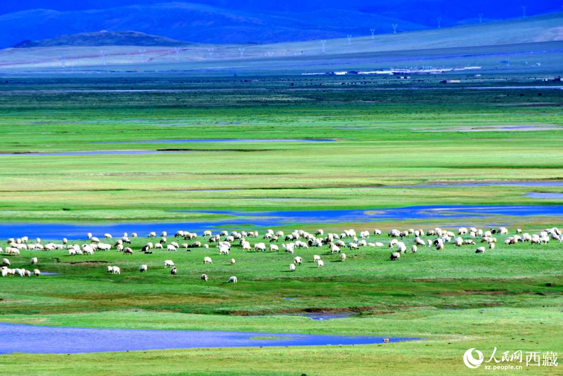 水草豐美的草原，牛羊悠閑覓食。人民網(wǎng) 李海霞攝