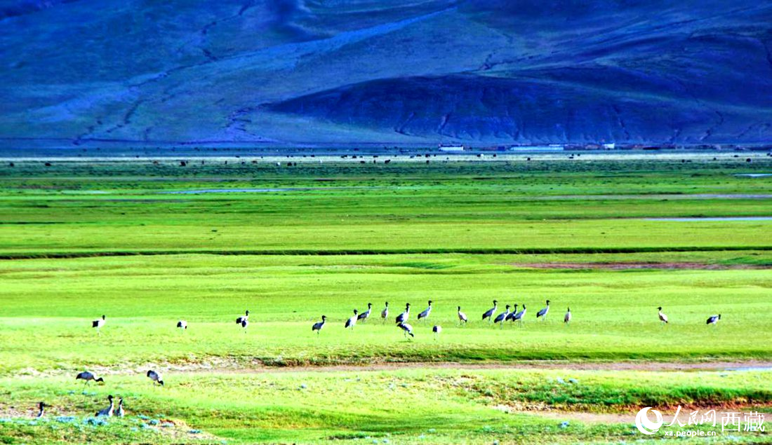 這個季節(jié)正是黑頸鶴繁殖季。人民網(wǎng) 李海霞攝