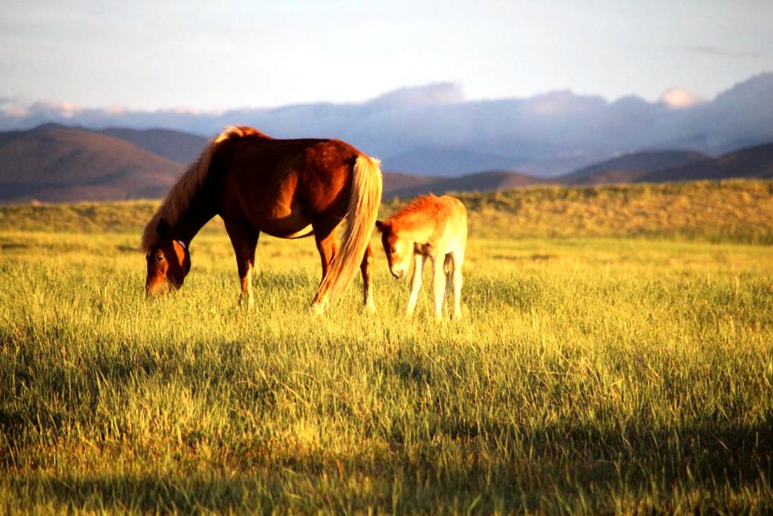 馬兒在草地上覓食。普布桑杰攝