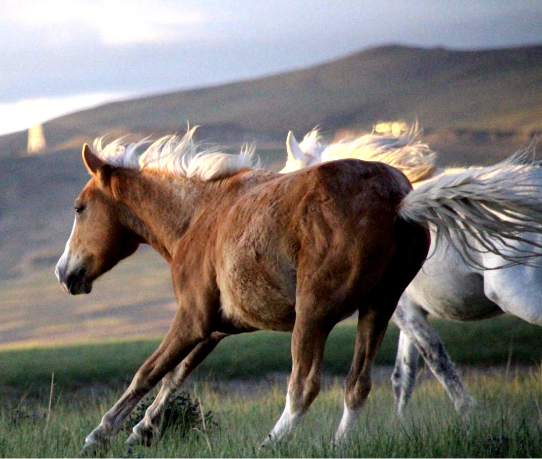 草原上奔騰的馬兒。普布桑杰攝