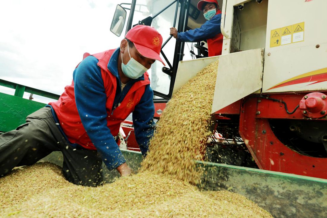 疫情之下，志愿者是田間最美的風(fēng)景。洛克攝