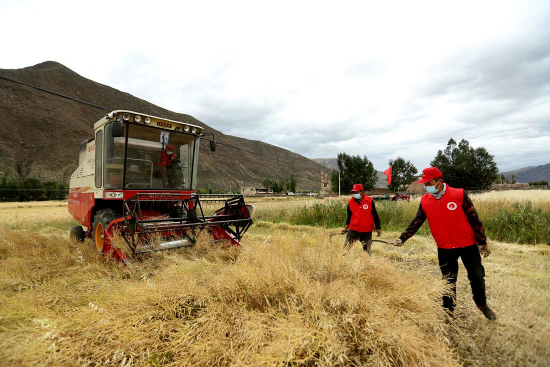 陣陣機(jī)械的轟鳴聲傳來(lái)豐收的喜悅。洛克攝