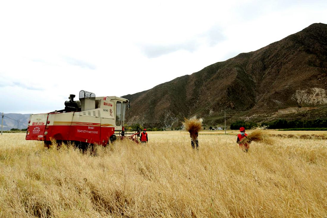 希望的田野。洛克攝