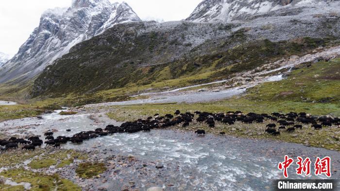 圖為轉(zhuǎn)場中的牦牛?！÷蹇?攝