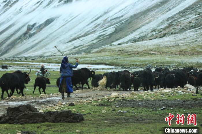 圖為牧民在趕牦牛?！÷蹇?攝