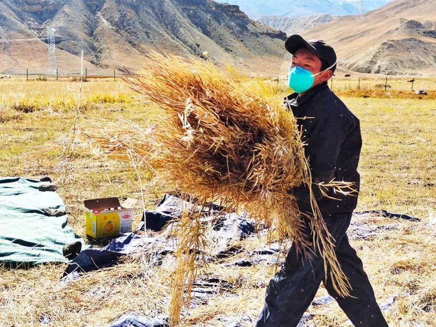 西藏吉?。簬愠两襟w驗秋收打場【2】