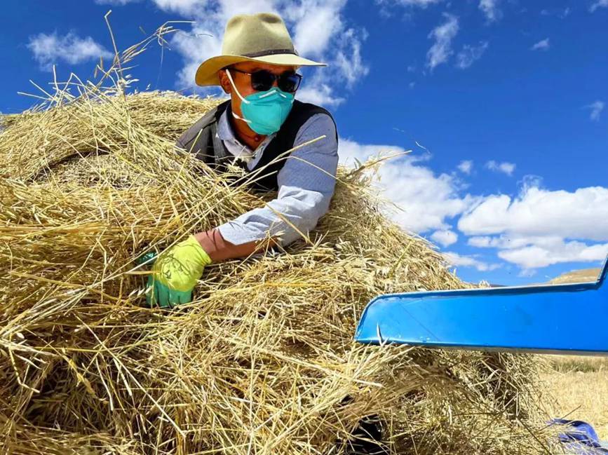 西藏吉?。簬愠两襟w驗秋收打場【3】