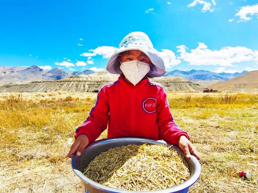 西藏吉?。簬愠两襟w驗秋收打場【9】