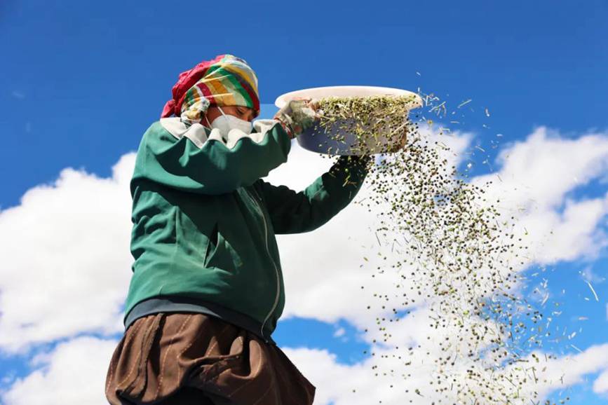 西藏吉?。簬愠两襟w驗秋收打場【11】