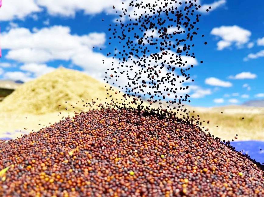 西藏吉?。簬愠两襟w驗秋收打場【13】