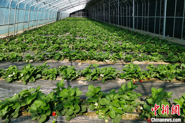 圖為10月21日，康馬縣薩馬達鄉(xiāng)高原溫室大棚內(nèi)的草莓長勢良好。<a target='_blank' href='/'><p  align=