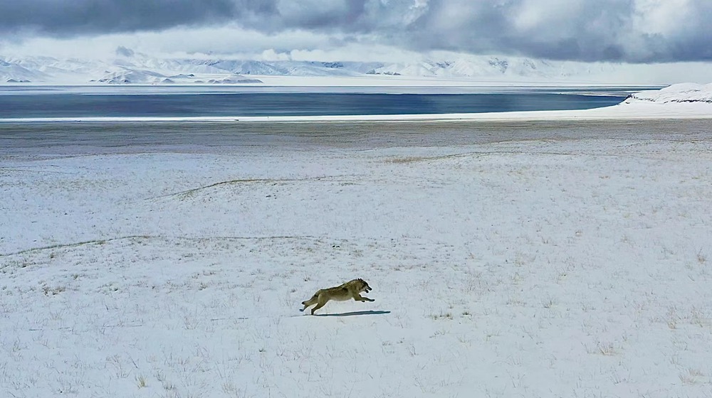 雪地里疾馳的阿里“狼”。