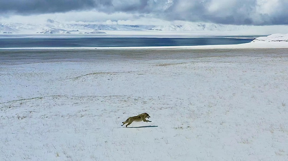 雪地里疾馳的阿里“狼”。