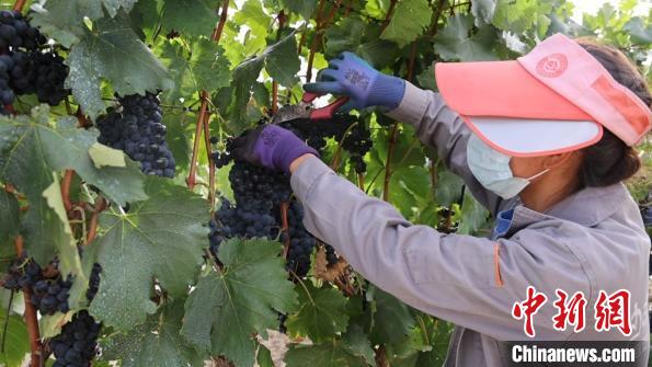 圖為當(dāng)?shù)卮迕癫烧咸?。　山南桑日縣委宣傳部提供