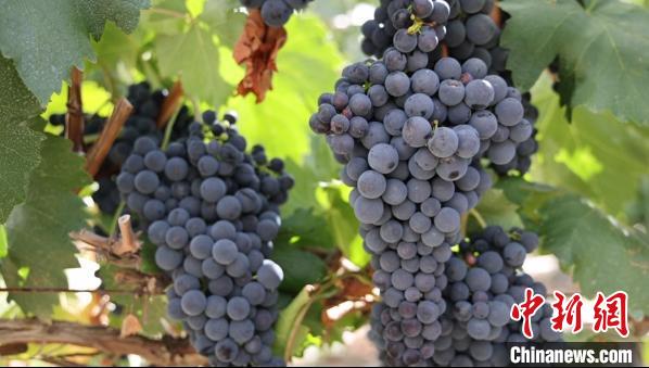 圖為桑日縣種植的葡萄。　山南桑日縣委宣傳部提供