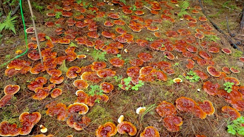 靈芝長勢喜人。