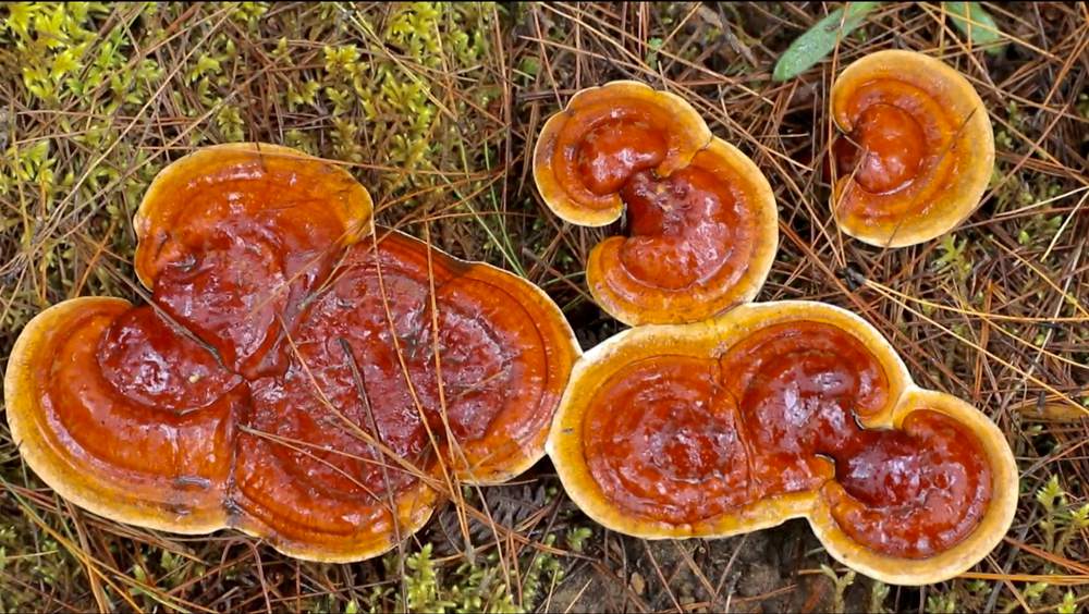 破土而出的靈芝宛如一把把撐開的“小雨傘”。