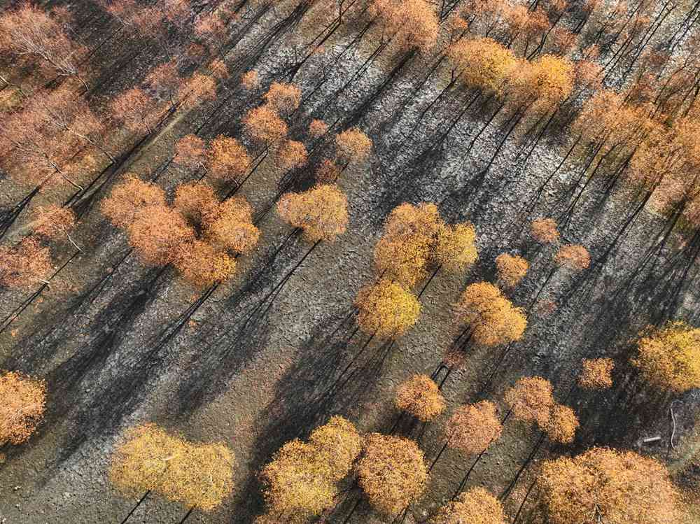 入冬時(shí)節(jié)，雅魯藏布江畔的樹(shù)林一片金黃。